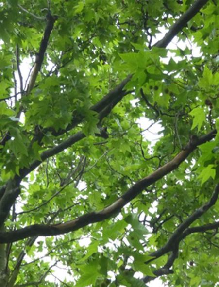 A further example as again seen from the ground of a barkless branch.